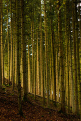 Fototapeta premium path in the forest