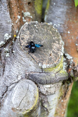 A blue wood bee works on the trunk of an old tree.