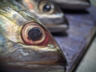 head of fish