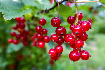 bunches of red currants on the bush