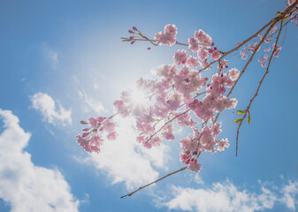 桜透ける日差し
