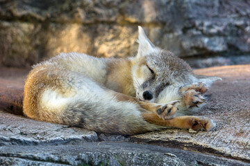 Korsak, or the steppe fox sleeps, on a large stone