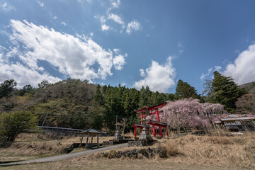 山中の神社と桜