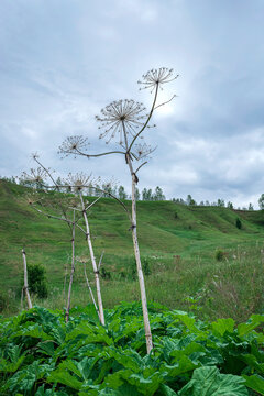 Umbrella flower borschevik sosnovsky died after the winter. Vertical view.