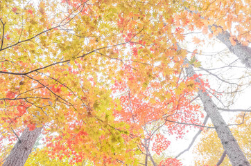 紅葉