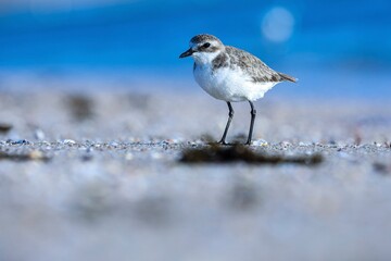 bird on the beach, Lesser sand plover, A plover, Charadrius mongolus.