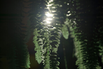 many fronds, fern's leaves in the dark scene with sunshine backlight and its flares