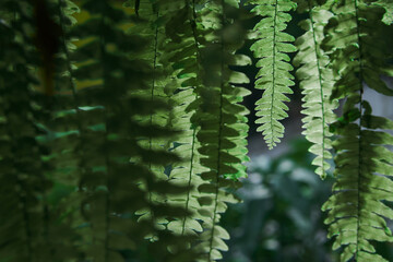 many fronds, fern's leaves in the dark scene with sunshine backlight and its flares