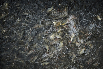 many fishes scramble for foods from feeder in the fisherman pond