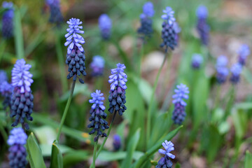 Obraz premium View of muscari latifolia at a garden.