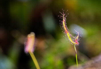 close up of a flower