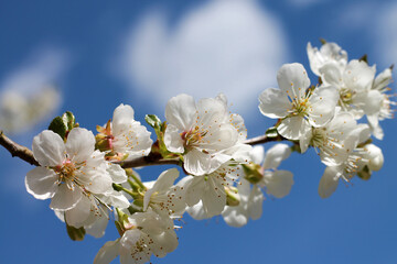 Cherry tree branch in bloom on blue sky background.
