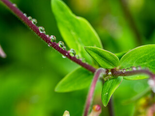 drops on a branch