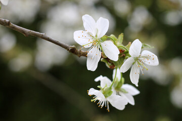 Cherry tree branch in bloom at a garden.