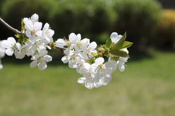 Cherry tree branch in bloom at a garden.