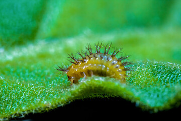 Yellow Caterpillar Walking on Top of a Spiky Green Leaf With Defocus background