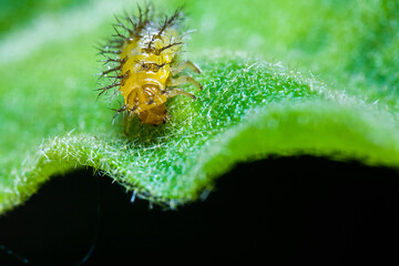 Yellow Caterpillar Walking on Top of a Spiky Green Leaf With Defocus background
