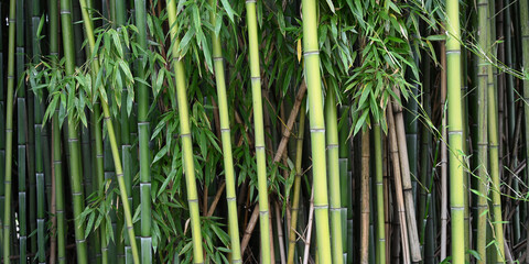 Banner size photo of bamboo plants in a garden as a background	