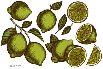 Citrus hand drawn vector illustrations collection. Colored lime.