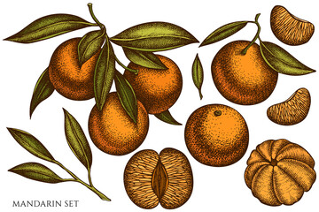 Citrus hand drawn vector illustrations collection. Colored mandarin.