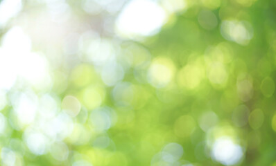 Natural green bokeh from tree abstract background