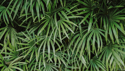 Natural background of green leaves with vintage filter