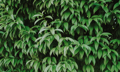 Natural background of green leaves with vintage filter