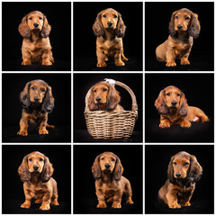 collage of puppies