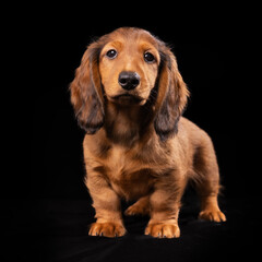 Puppy in studio