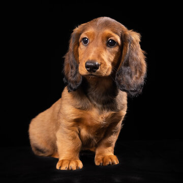 Puppy in studio