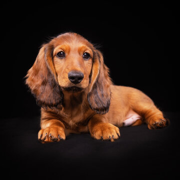 Puppy in studio