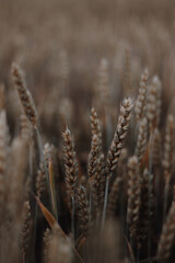 ears of wheat in the field