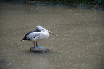 Australian pelican standing on a tree trunk during raining day