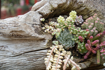 Succulent plant in Gardens by the Bay Singapore