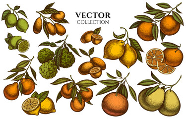 Citrus vintage illustrations collection. Hand drawn logo designs with kumquat, lemon, tangelo, grapefruit, orange, lime, mandarin, pomelo, bergamot.