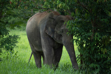 elephants in the forest