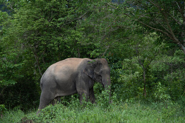 elephants in the forest