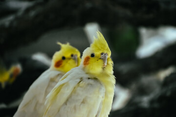 Two Cockatiel birds sitting together  .