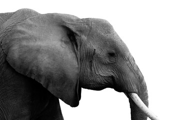 African elephant isolated portrait