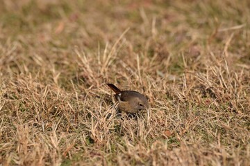ジョウビタキ・メス