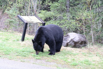 A beautiful black bear. Wonderful road trip through Banff and Jasper national park in British Columbia, Canada. An amazing day in Vancouver. What a beautiful nature in Canada.