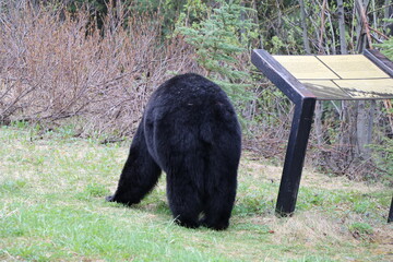 A beautiful black bear. Wonderful road trip through Banff and Jasper national park in British Columbia, Canada. An amazing day in Vancouver. What a beautiful nature in Canada.