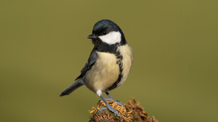 Great Tit