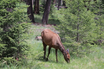 Obraz na płótnie Canvas Beautiful deer is playing in the forest. Wonderful road trip through Banff and Jasper national park in British Columbia, Canada. An amazing day in Vancouver. What a beautiful nature in Canada.