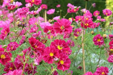 Bright pink ÔcranberryÕ cosmos in flower