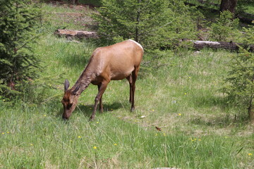 Naklejka na ściany i meble Beautiful deer is playing in the forest. Wonderful road trip through Banff and Jasper national park in British Columbia, Canada. An amazing day in Vancouver. What a beautiful nature in Canada.
