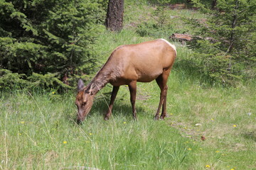 Beautiful deer is playing in the forest. Wonderful road trip through Banff and Jasper national park in British Columbia, Canada. An amazing day in Vancouver. What a beautiful nature in Canada.
