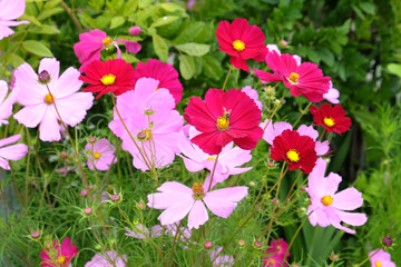 Bright pink ruby cosmos in flower