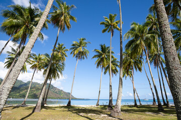 Palm trees at the public beach Ta'ahiamanu on Moorea island, French Polynesia