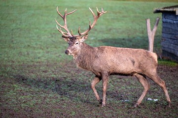 Rotwild und Wildschweine im Wildtiergehege Untergneus